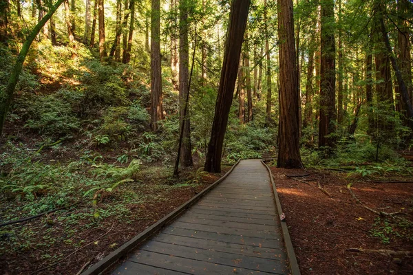 Muir woods εθνικό μνημείο κοντά στο Σαν Φρανσίσκο στην Καλιφόρνια, U — Φωτογραφία Αρχείου