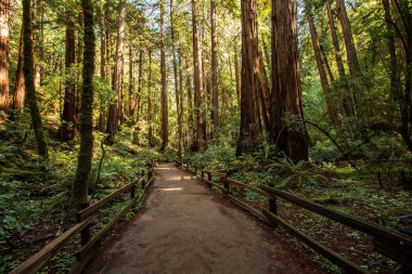Ulusal Anıt San Francisco Kaliforniya, U yakınındaki Muir woods