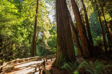 Ulusal Anıt San Francisco Kaliforniya, U yakınındaki Muir woods