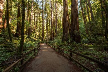 Ulusal Anıt San Francisco Kaliforniya, U yakınındaki Muir woods