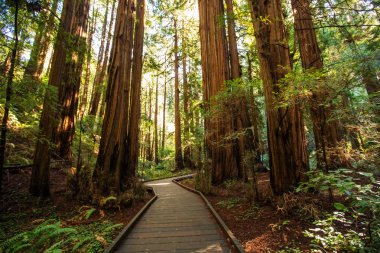 Muir woods Ulusal Anıtı yakınındaki San Francisco Kaliforniya, ABD