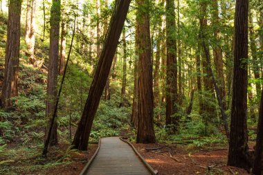 Ulusal Anıt San Francisco Kaliforniya, U yakınındaki Muir woods