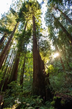 Ulusal Anıt San Francisco Kaliforniya, U yakınındaki Muir woods