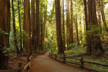 Ulusal Anıt San Francisco Kaliforniya, U yakınındaki Muir woods