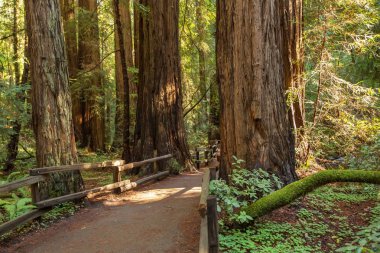 Ulusal Anıt San Francisco Kaliforniya, U yakınındaki Muir woods
