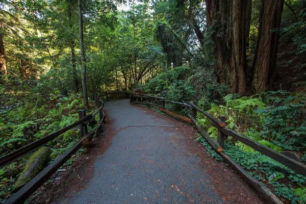 Monumento Nacional Muir woods cerca de San Francisco en California, U — Foto de Stock