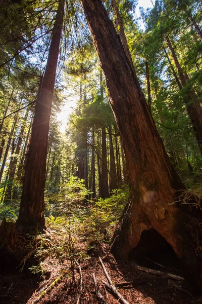 Monumen Nasional Hutan Muir dekat San Francisco, California, U — Stok Foto