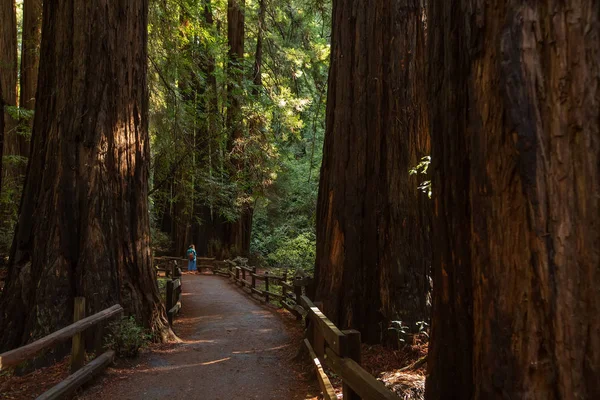 Muir woods National Monument near San Francisco in California, U — Stock Photo, Image