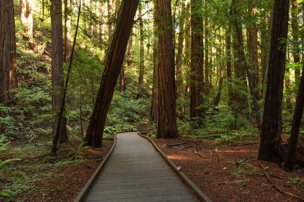 Muir woods národní památka poblíž San Francisca v Kalifornii, U — Stock fotografie