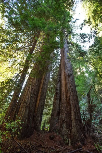 Monumento Nacional Muir woods cerca de San Francisco en California, U — Foto de Stock