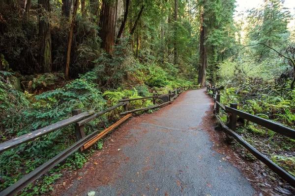 Muir woods National Monument near San Francisco in California, U — Stock Photo, Image