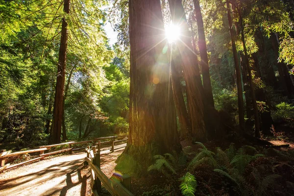 Muir woods εθνικό μνημείο κοντά στο Σαν Φρανσίσκο στην Καλιφόρνια, U — Φωτογραφία Αρχείου