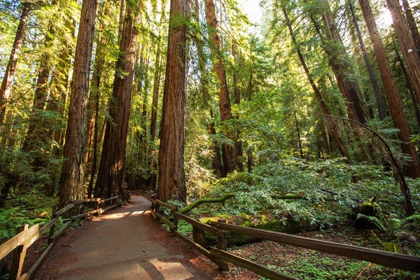 Monumento Nacional Muir woods cerca de San Francisco en California, U — Foto de Stock