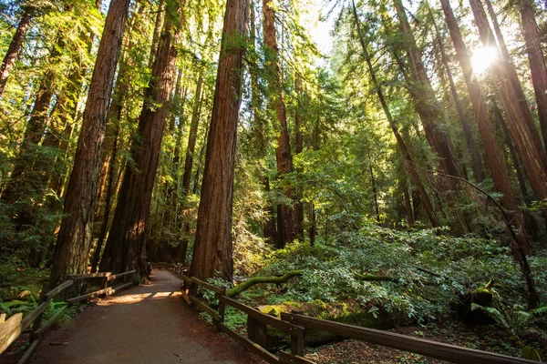 Muir Woods Εθνικό Μνημείο Κοντά Στο Σαν Φρανσίσκο Καλιφόρνια Ηπα — Φωτογραφία Αρχείου