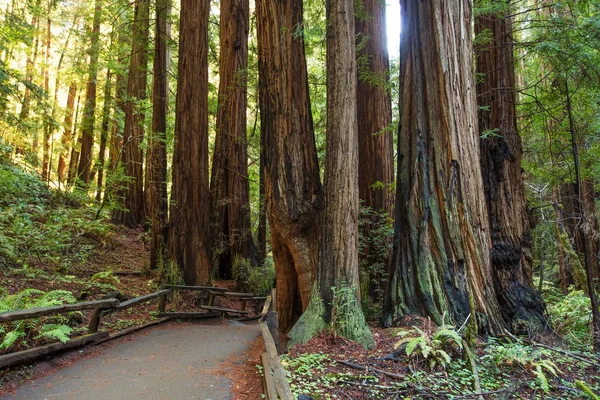 Muir woods národní památka poblíž San Francisca v Kalifornii, U — Stock fotografie