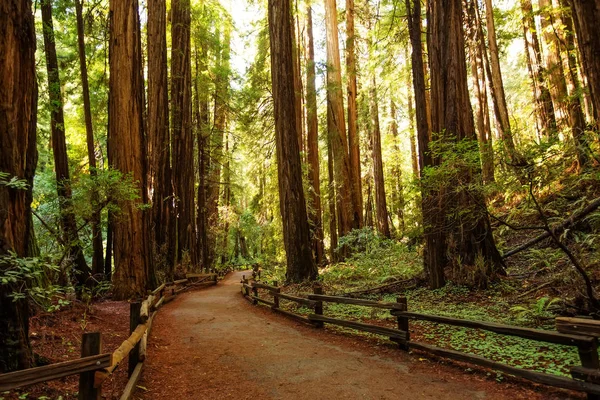 Muir Woods Εθνικό Μνημείο Κοντά Στο Σαν Φρανσίσκο Καλιφόρνια Ηπα — Φωτογραφία Αρχείου