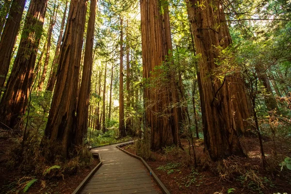 Muir woods národní památka poblíž San Francisca v Kalifornii, U — Stock fotografie