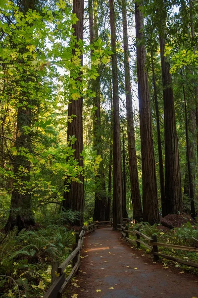 Muir woods National Monument near San Francisco in California, U — Stock Photo, Image