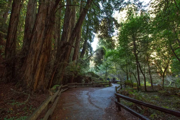 Monumento Nacional Muir woods cerca de San Francisco en California, U —  Fotos de Stock