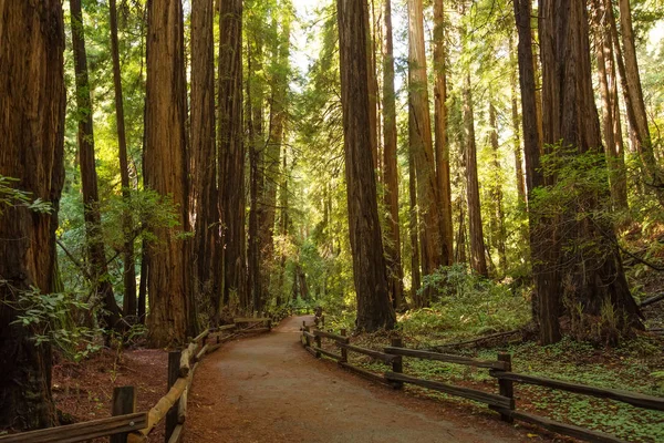 Muir woods národní památka poblíž San Francisca v Kalifornii, U — Stock fotografie