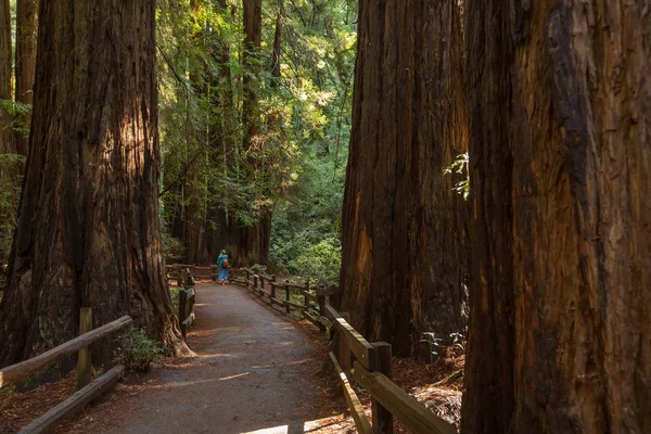 Monumento Nacional Muir woods cerca de San Francisco en California, U — Foto de Stock