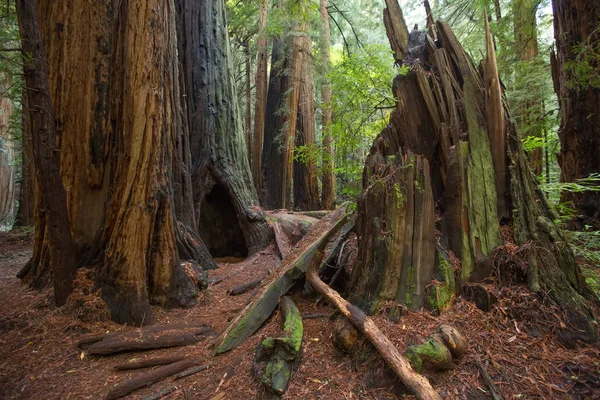 Muir woods národní památka poblíž San Francisca v Kalifornii, U — Stock fotografie