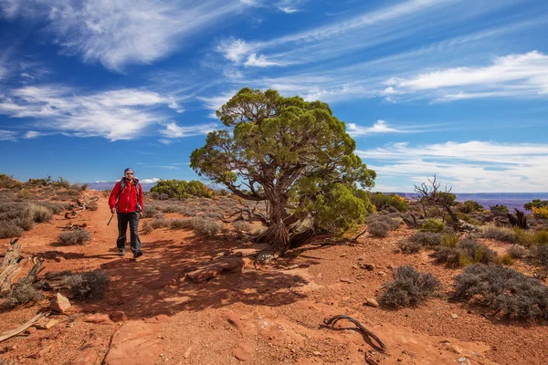 Senderista en el Parque Nacional Canyonlands en Utah, EE.UU. — Foto de Stock