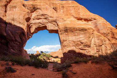 Çam ağacı arch Arches National Park Utah, ABD
