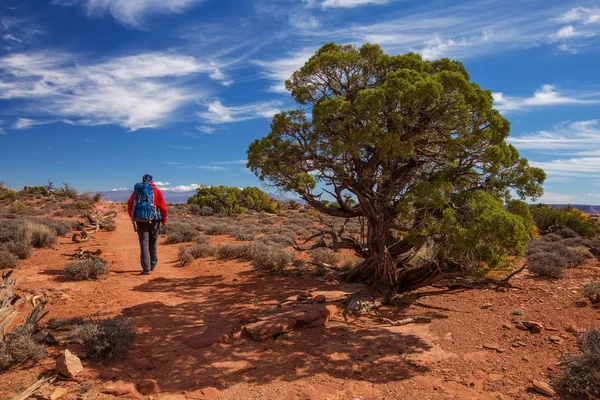 Senderista Parque Nacional Canyonlands Utah — Foto de Stock