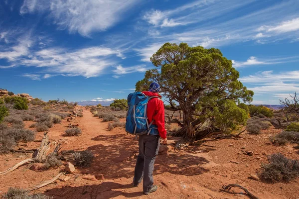 Senderista Parque Nacional Canyonlands Utah — Foto de Stock