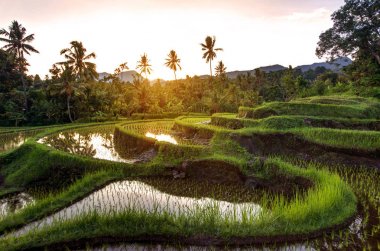 Rice terraces on Bali during sunrise, Indonesia clipart