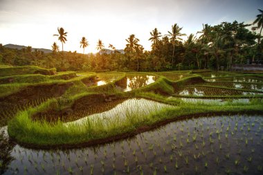 Sırasında gündoğumu, Endonezya Bali pirinç terasları