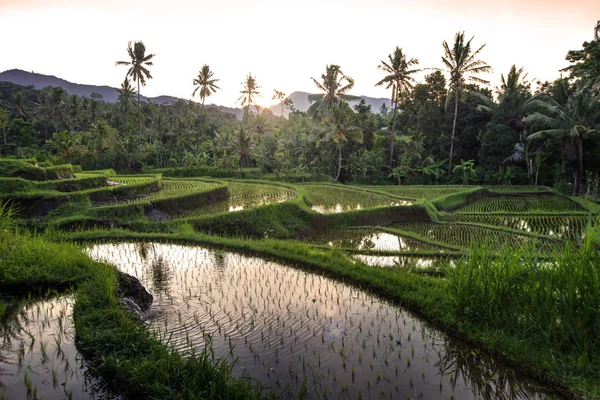 Terrasses de riz sur Bali au lever du soleil, Indonésie — Photo