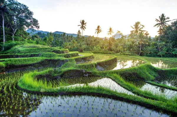 Terraços de arroz em Bali durante o nascer do sol, Indonésia — Fotografia de Stock