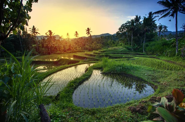 Rýžové terasy na Bali při východu slunce, Indonésie — Stock fotografie