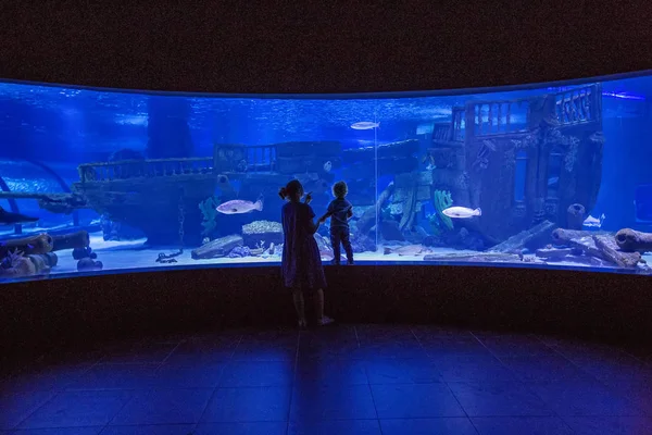Familjen att observera fiskar i akvariet — Stockfoto