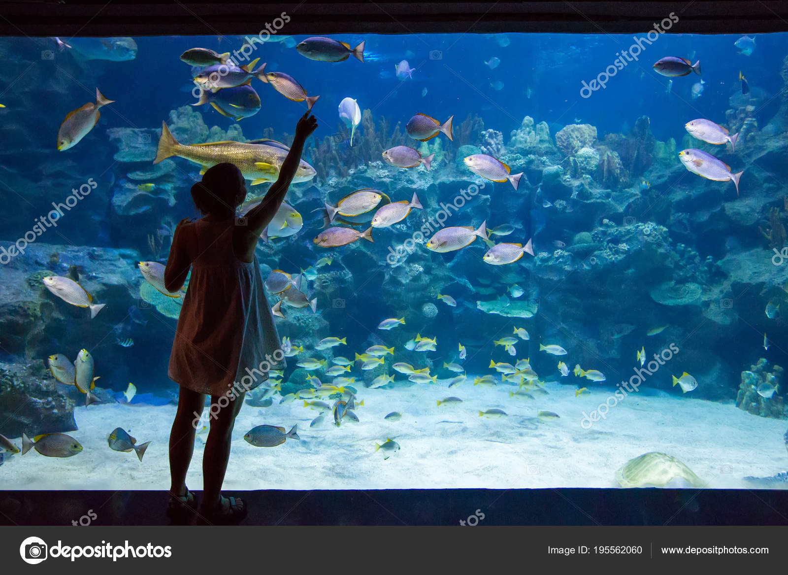 https://st3.depositphotos.com/2003159/19556/i/1600/depositphotos_195562060-stock-photo-woman-in-the-oceanarium.jpg