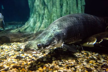 Oceanarium Arapaima balığı
