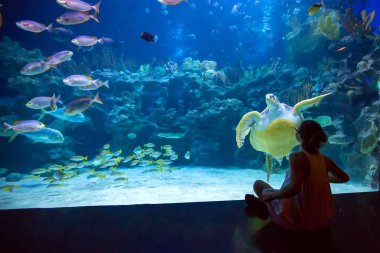 Kaplumbağa ile oceanarium oyunlarında kadın