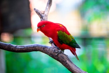 Kuş parkta papağan