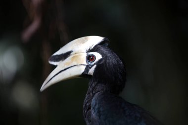 Kartallar Kuş Parkı