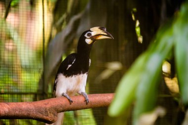 Kartallar Kuş Parkı
