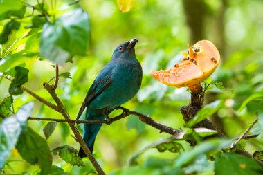 Hayvanat bahçesindeki kuş