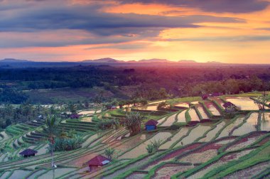 Sırasında gündoğumu, Endonezya Bali ünlü Jatiluwih pirinç terasları