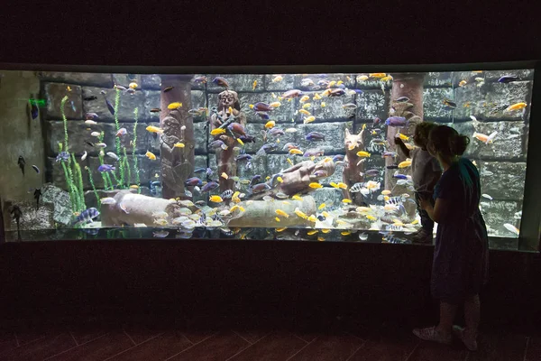 Rodina pozorovat ryby v akváriu — Stock fotografie