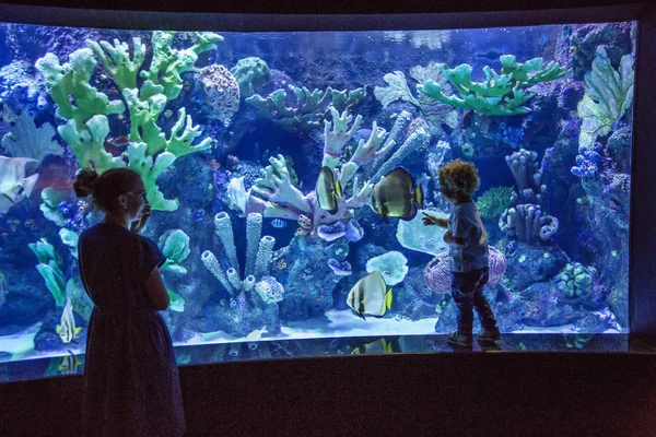 Familie beobachtet Fische im Aquarium — Stockfoto