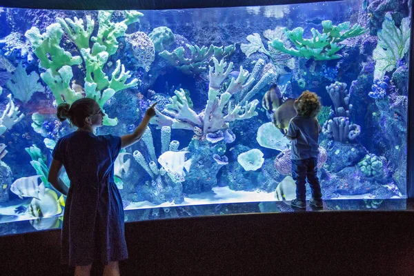 Familie beobachtet Fische im Aquarium — Stockfoto