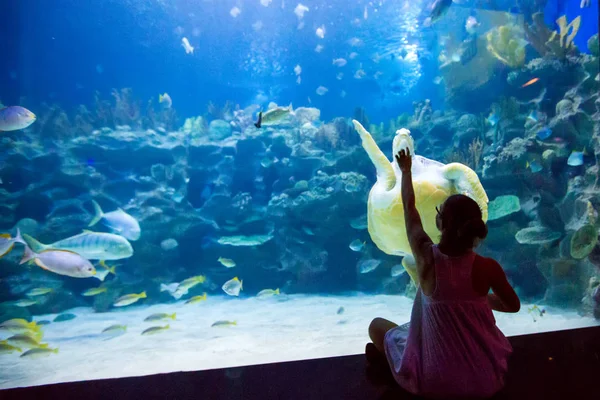 Mulher no oceanário brinca com a tartaruga — Fotografia de Stock