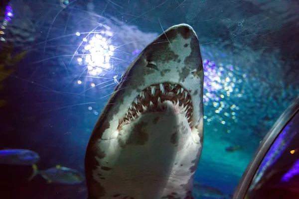 Καρχαρίας στο το oceanarium — Φωτογραφία Αρχείου