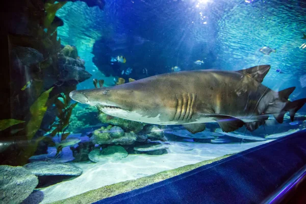 水族館のサメ — ストック写真